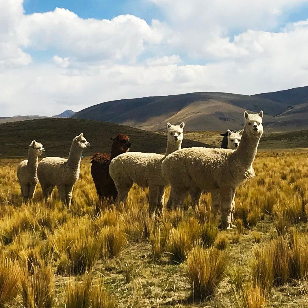 Alpacas in the Peruvian Andes
